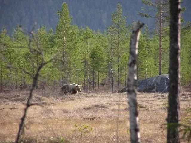 Älgjakt 2008