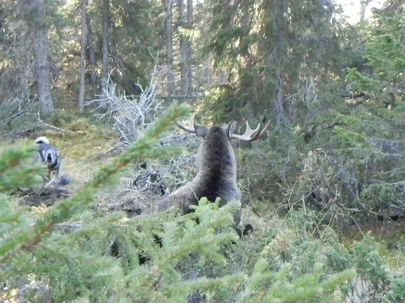Björnjakt i Anarisfjällen