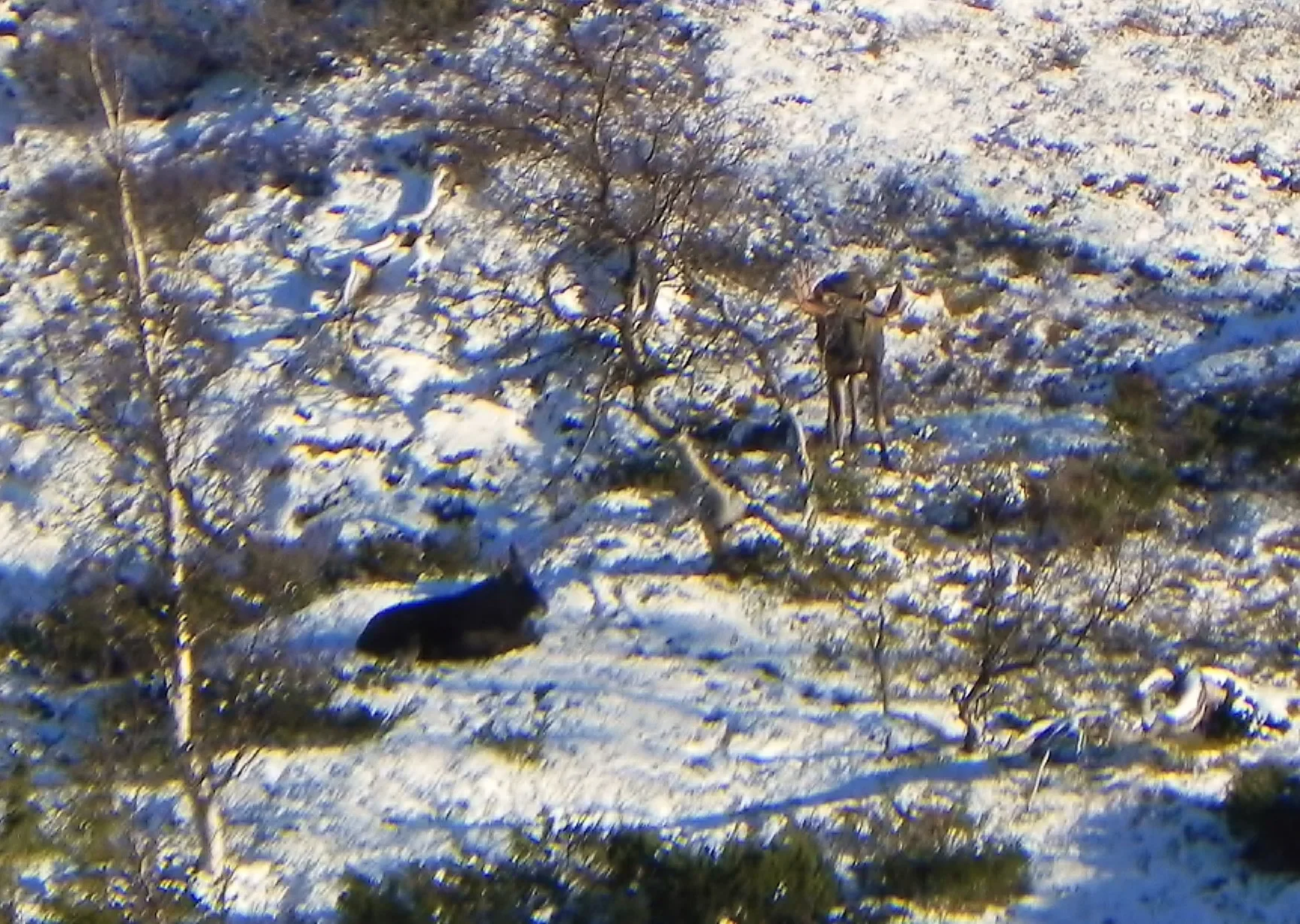 Älg på jaktmarken