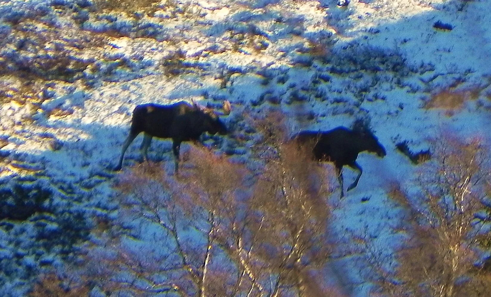 Älg i skogen