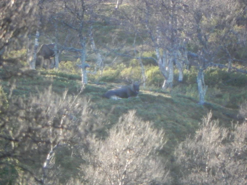 Älg i fjällmiljö