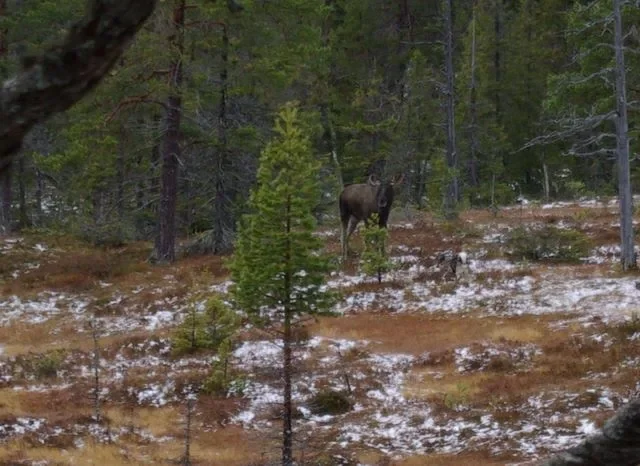 Älgjakt vid gryningen