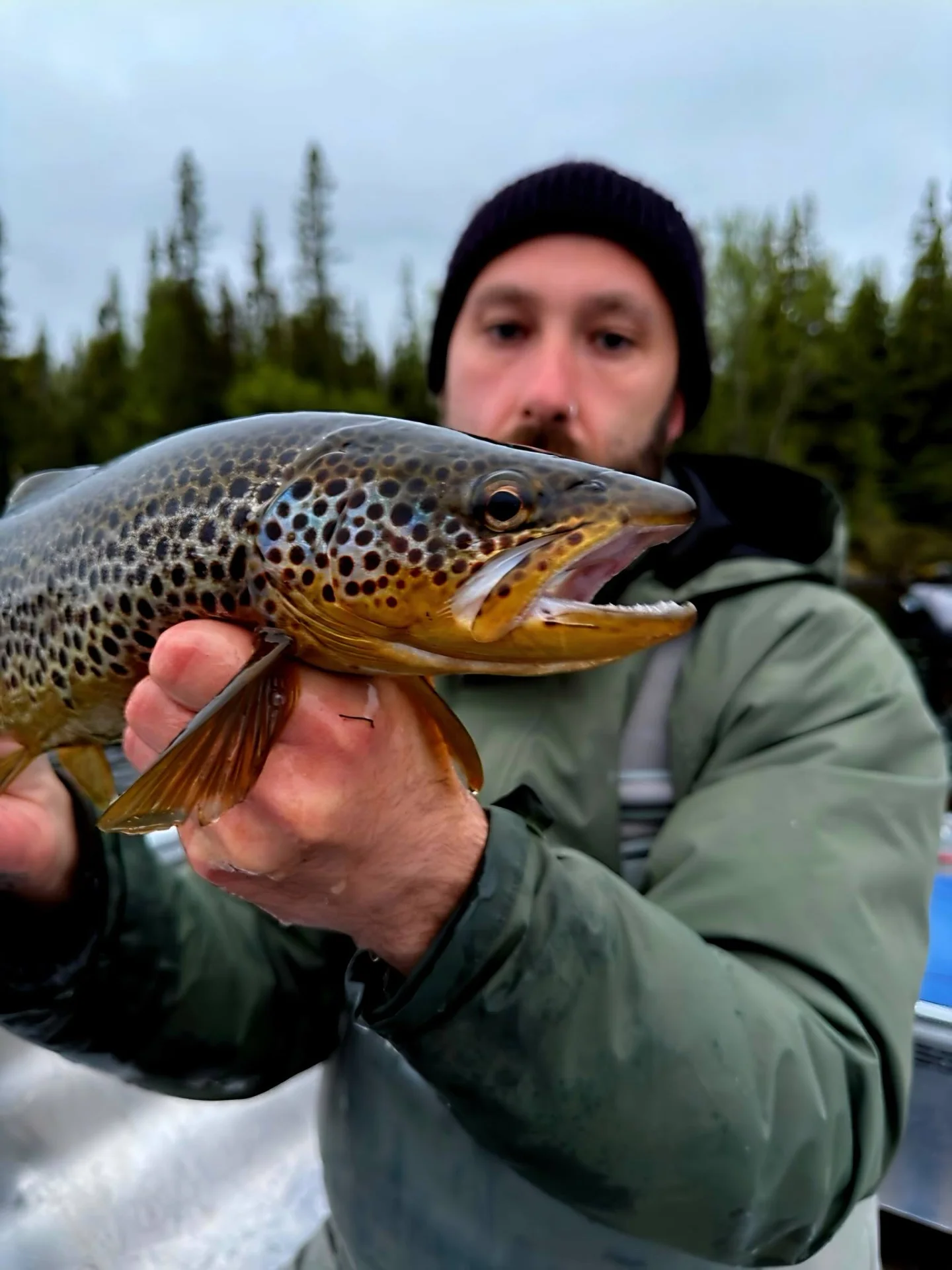 Öring fångad i Anarisets fjällvatten