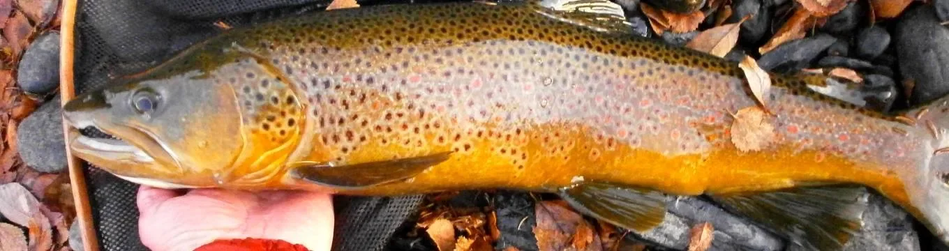 Fjällmiljö vid Anariset